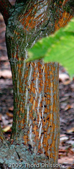 Acer pensylvanicum 'Erythrocladum'